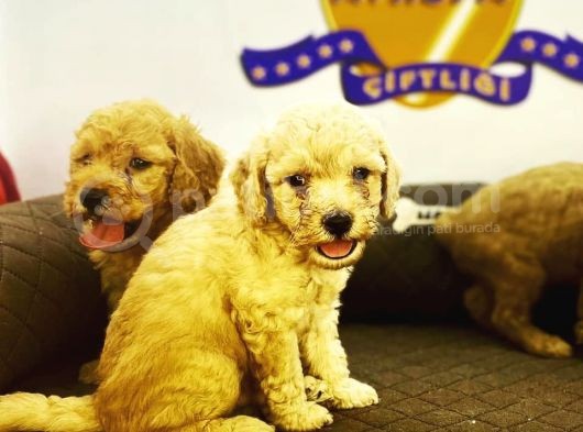 Çiftlikten Orijinal Toy Poodle Yavruları görsel