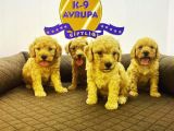 Çiftlikten Orijinal Toy Poodle Yavruları