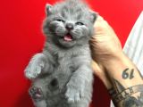 Safkan British Shorthair Yavruları