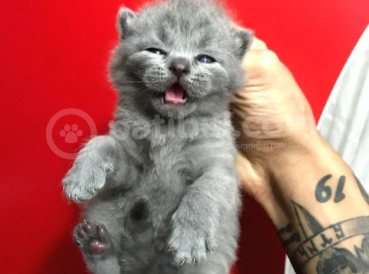 Safkan British Shorthair Yavruları görsel