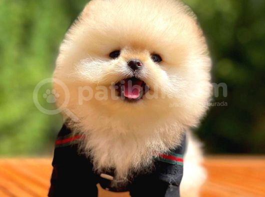 Ayı Surat Pomeranian Boo Yavrularımız görsel