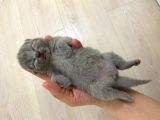Safkan British Shorthair Yavruları