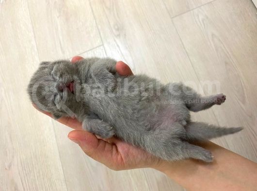 Safkan British Shorthair Yavruları görsel