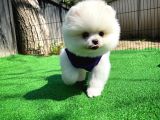 Ayı Surat Pomeranian Boo Yavrularımız
