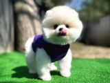 Ayı Surat Pomeranian Boo Yavrularımız