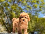 Apricot Toy Poodle Yavrular