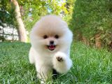 Ayı Surat Pomeranian Boo Yavrularımız