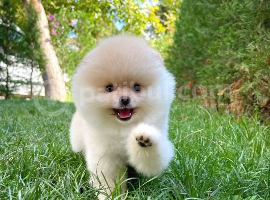 Ayı Surat Pomeranian Boo Yavrularımız