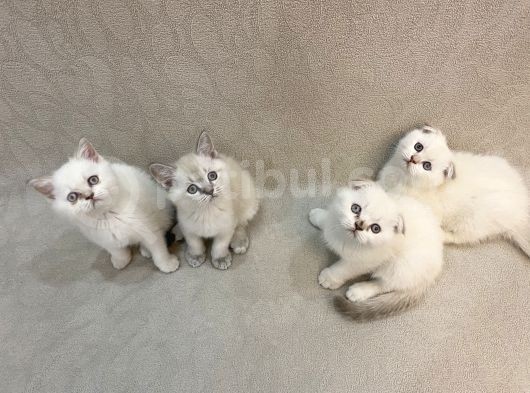 3 Erkek 1 Dişi Ayı Surat Bebekler görsel
