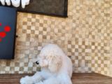 Giant Poodle Yavrularımız