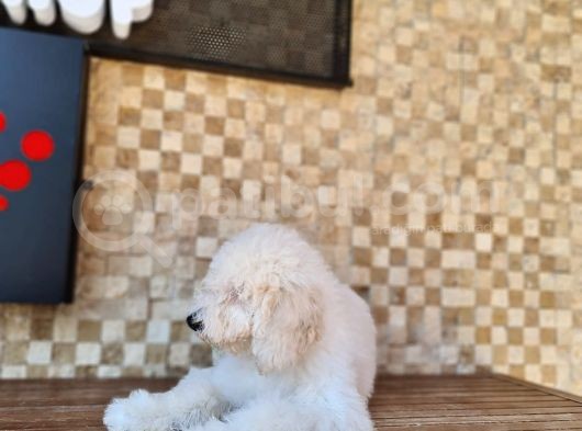 Giant Poodle Yavrularımız görsel
