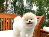 Ayı Surat Pomeranian Boo Yavrularımız