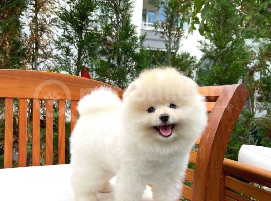 Ayı Surat Pomeranian Boo Yavrularımız görsel