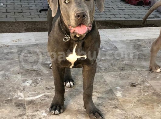 Amerikan Bully Xl 5.5 Aylık Big Zaza Kızları Abkc