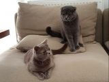 Safkan British Shorthair Yavruları