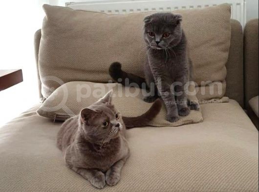 Safkan British Shorthair Yavruları görsel