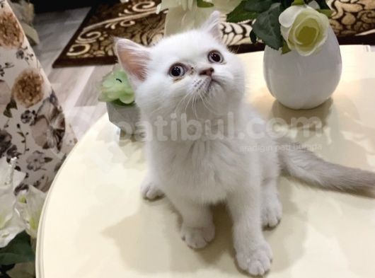 3 Erkek 1 Dişi Ayı Surat Bebekler görsel