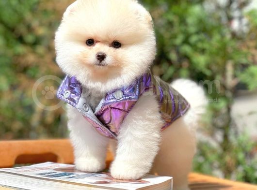 Ayı Surat Pomeranian Boo Yavrularımız