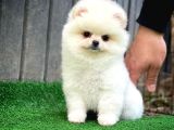 AA Kalite Safkan  Pomeranian Oğlumuz