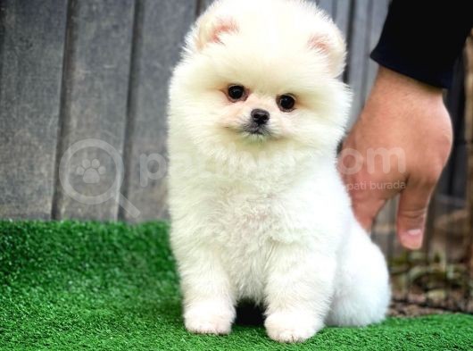Aa Kalite Safkan  Pomeranian Oğlumuz