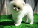 Aa Kalite Safkan  Pomeranian Oğlumuz