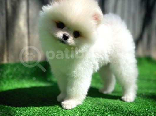 Aa Kalite Safkan  Pomeranian Oğlumuz görsel