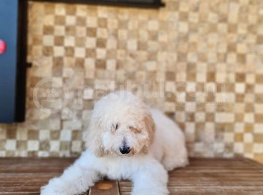 Standart (Dev) Poodle Yavru