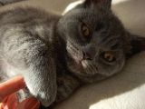 Safkan British Shorthair Yavruları
