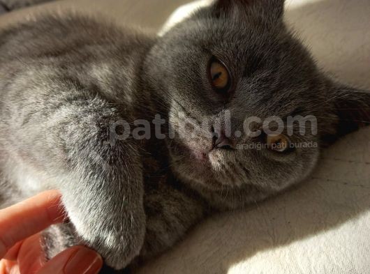 Safkan British Shorthair Yavruları görsel
