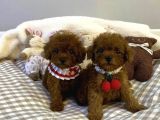 Red Brown Toy Poodle Yavrular