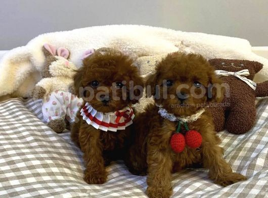 Red Brown Toy Poodle Yavrular görsel
