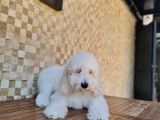 Giant Poodle Yavrularımız