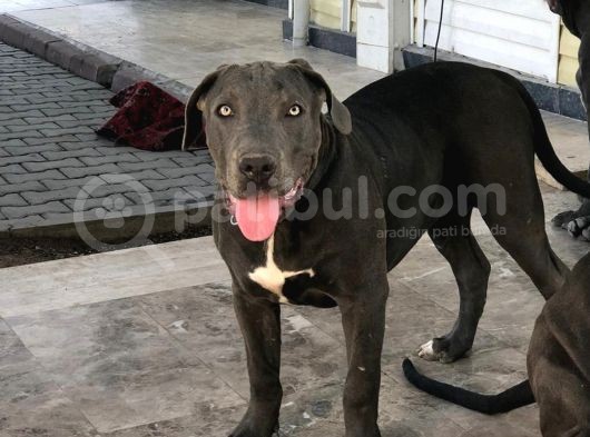 Amerikan Bully Xl 5.5 Aylık Big Zaza Kızları Abkc görsel