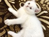 3 Erkek 1 Dişi Ayı Surat Bebekler