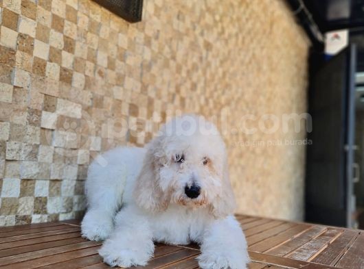 Standart (Dev) Poodle Yavru görsel