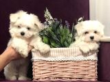 Kaliteli Orijinal Maltese Terri̇er