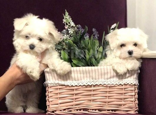 Kaliteli Orijinal Maltese Terri̇er görsel