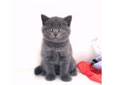 Safkan British Shorthair Yavruları
