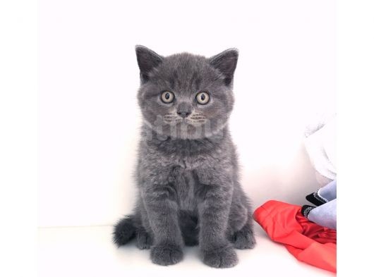 Safkan British Shorthair Yavruları