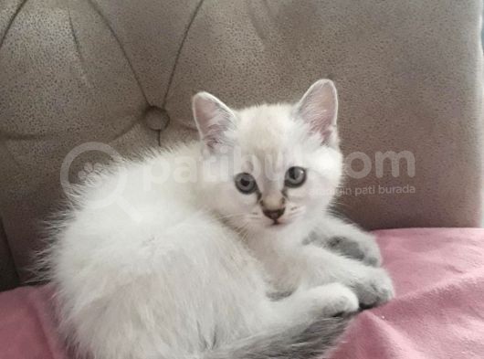 Dişi Blue Point