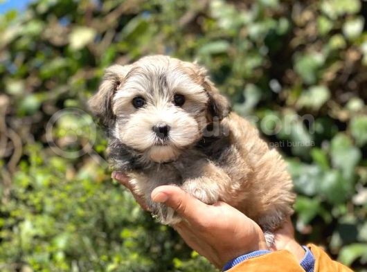 Tatlı Morkie Yavruları
