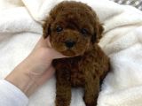 Red Brown Toy Poodle Yavrular