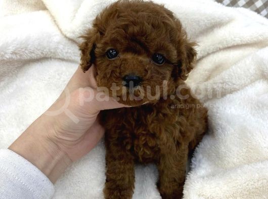 Red Brown Toy Poodle Yavrular görsel
