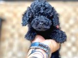 Black Toy Poodle Yavrular