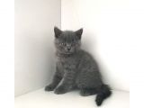 Safkan British Shorthair Yavruları