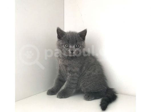 Safkan British Shorthair Yavruları görsel