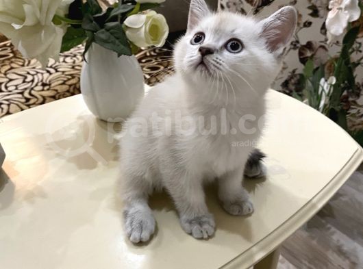 3 Erkek 1 Dişi Ayı Surat Bebekler görsel