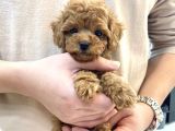Red Light Toy Poodle Mini Boy Yavrular