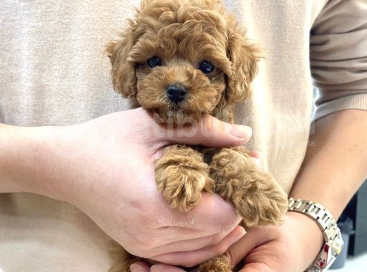 Red Light Toy Poodle Mini Boy Yavrular görsel