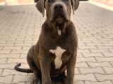 Amerikan Bully Xl 5.5 Aylık Big Zaza Kızları Abkc